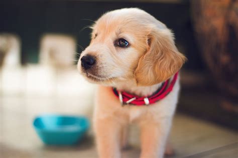 La Belleza De La Madurez Descubre La Elegancia De La Raza De Perro Con