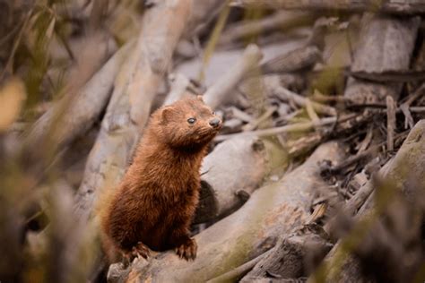 Mink Kits