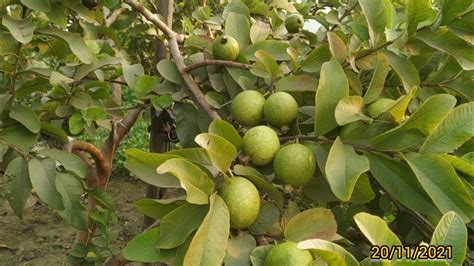 Amrud Ki Kheti Munafe Ka Sauda अमरूद की खेती मुनाफे का सौदा Guava Cultivation And Farming Youtube