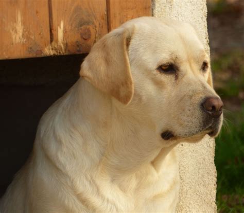 Chiot Elevage Des Bocages Du Pays De Bray Eleveur De Chiens