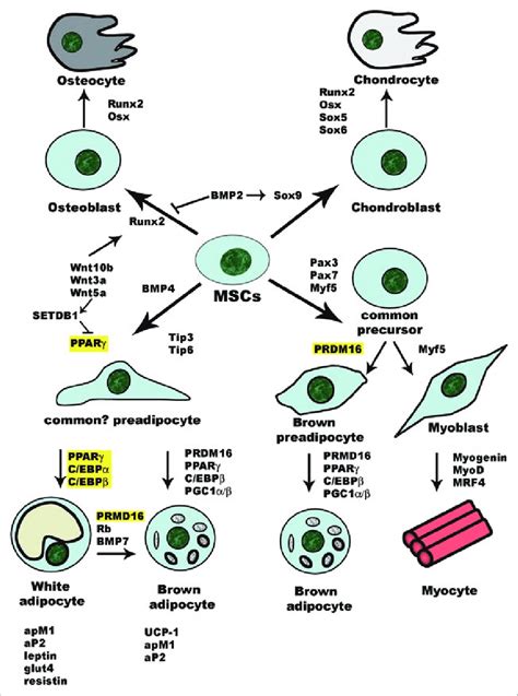 Cell Fate Decision Of Mscs Commitment Of Mscs Into The Download