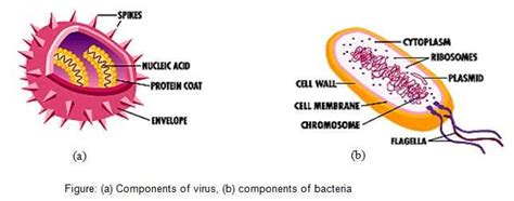 Distinguishing Bacteria and Viruses: A Visual Comparison