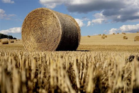 Kowr Rekordowe Tegoroczne Zbiory Zb W Polsce