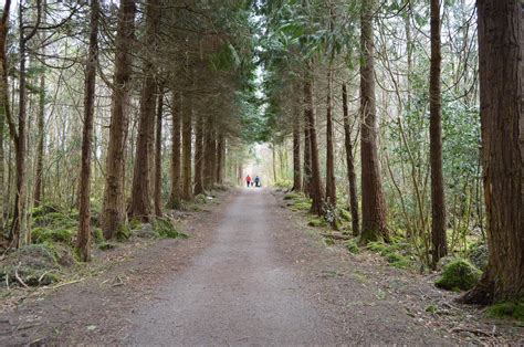 Kilcornan Woods Woodland Walk In Galway Clarinbridge