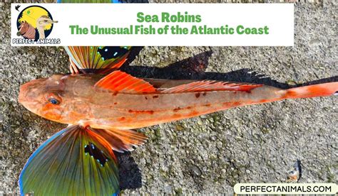 Sea Robins The Unusual Fish Of The Atlantic Coast Perfect Animals