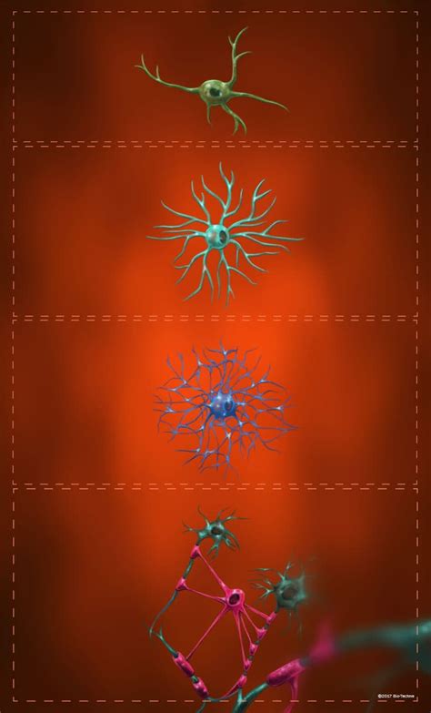 Oligodendrocytes - Maturation Stage Markers: R&D Systems