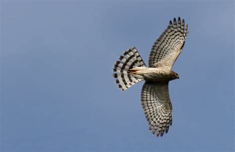 Broad Winged Hawk Petite Buse Jean Louis Plamondon Flickr