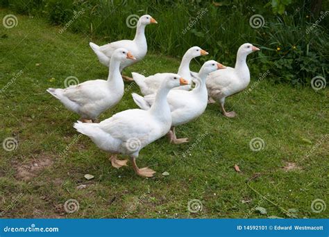 White Embden Geese stock image. Image of direction, marching - 14592101