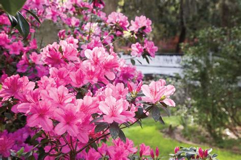 The Complete Guide to Azaleas | Southern Living