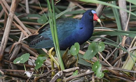 Purple Gallinule – Flying Lessons