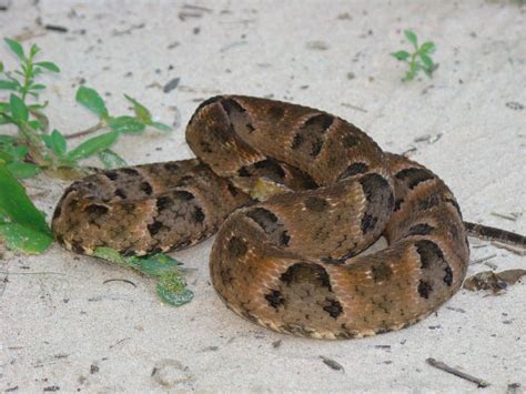 The Right Chemistry: Research on pit viper venom led to ACE inhibitors ...