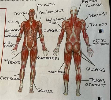 The Muscular System Flashcards Quizlet