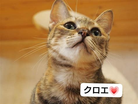 保護猫シェルターにゃんさとは皆さんに応援していただく形の開放型シェルターです ️ わんとにゃんのブログ