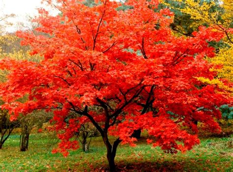 Acer Palmatum Red