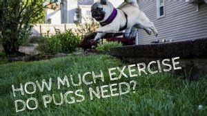 Pug Exercise - How Much Exercise Do Pugs Need? | Lucky Pug