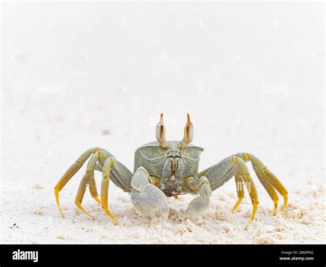 Horned Ghost Crab Ocypode Ceratophthalma Wizard Island Cosmoledo