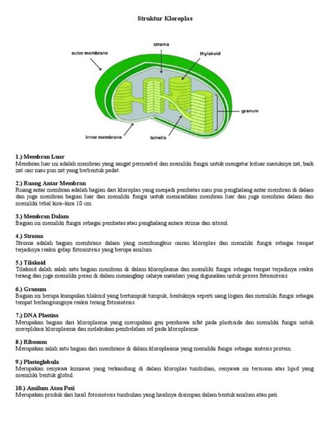 Struktur Kloroplas | PDF
