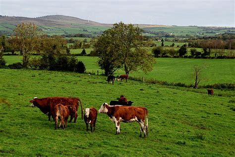 Cattle Mullanatoomog Kenneth Allen Cc By Sa Geograph Britain