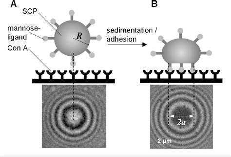 Figure From Probing Multivalency In Ligandreceptor Mediated Adhesion