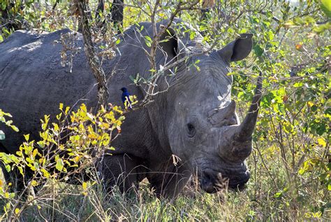 The Hluhluwe Imfolozi Game Reserve And Its Rangers Played A Significant