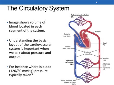 CV Phys 1 Hemodynamics Flashcards Quizlet