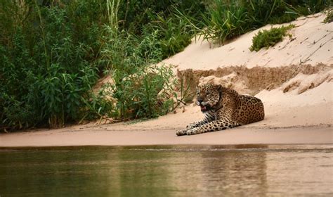 On A Pintada Resgatada Em Maior Inc Ndio Do Pantanal Em Mt Vista Em