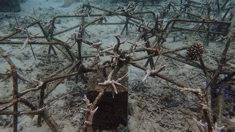 Jaga Habitat Laut PIS Transplantasi Terumbu Karang Di Pesisir Pantai