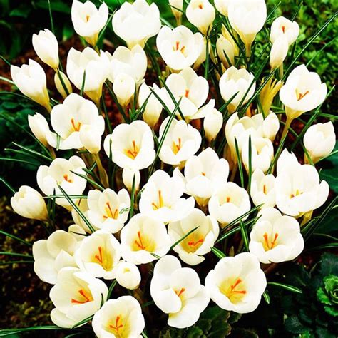 Krokusse Crocus Miss Vain 10 St Preise Und Meinungen Online Shop