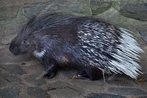 Indian Crested Porcupine Hystrix Indica Stock Photo Wrangel