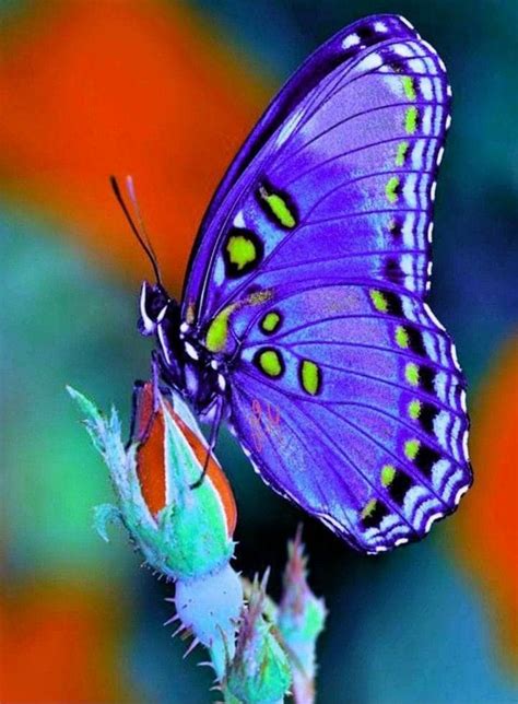 Pin by Alessandra B on Amici animali | Beautiful butterflies art ...