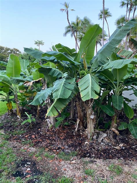 Musa Basjoo Cold Hardy Banana Fruit Tree Eureka Farms