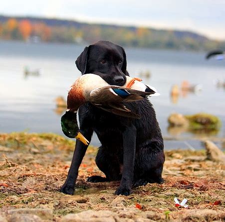 10 High Quality Labrador Retriever Hunting Photos | Hunting dogs ...