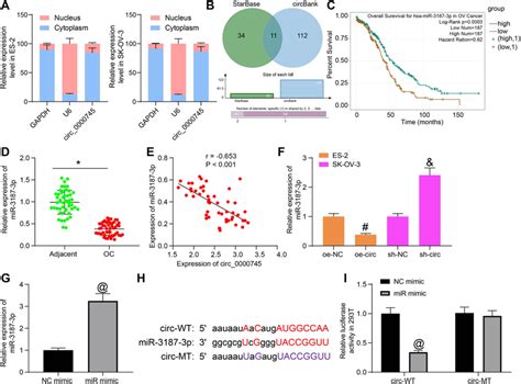 Circ 0000745 Directly Binds To MiR 3187 3p In OC Cells A Sub Cellular