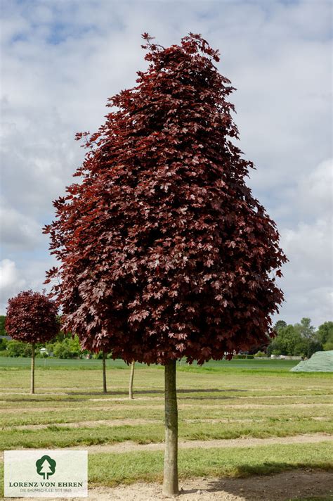 Acer Platanoides Crimson Sentry Baumschule Lve