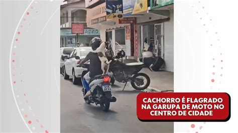 VÍDEO cachorro é flagrado andando em garupa de moto no centro de