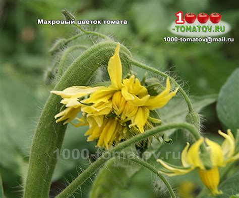 МАХРОВЫЕ ЦВЕТЫ ТОМАТОВ – что с ними делать?