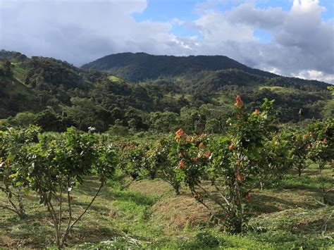 Ecuador Primer Exportador De Cacao De América Avanza En La Trazabilidad El Oriente Ecuador