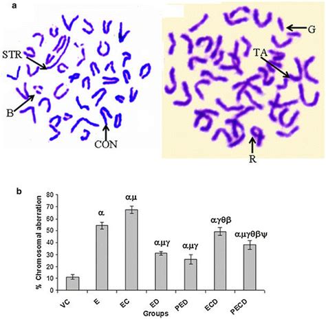 Photographs Of Metaphase Chromosomes Of Bone Marrow Cells From Treated