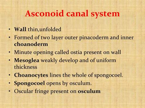 PPT - Canal system of sycon PowerPoint Presentation - ID:6675393