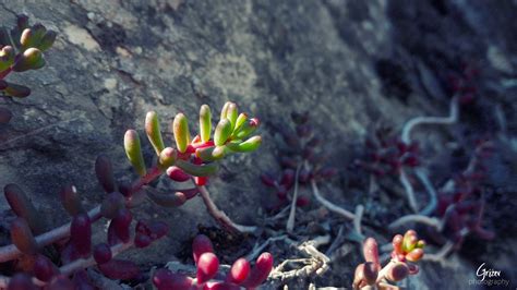 Green succulent plant, nature, tree bark, Cosmos (flower), Falling Water HD wallpaper ...