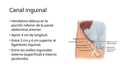 Anatomia Basica de la Region Inguinal.pptx