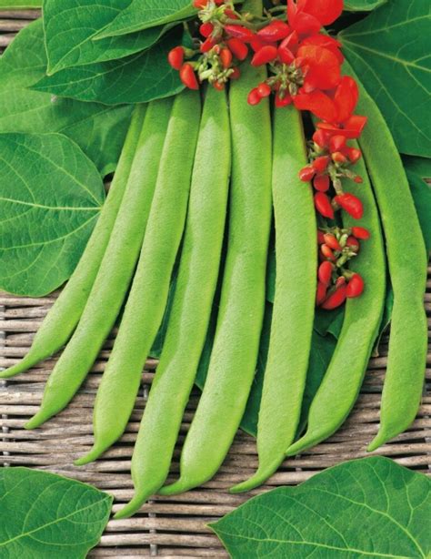 Runner Bean Scarlet Runner Stringless NZLine Seeds Awapuni Nurseries