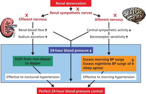 6 Renal Denervation Thoracic Key