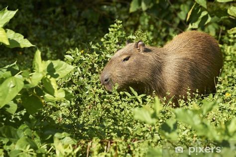 Adesivo Capybara Capybara PIXERS IT