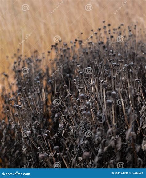 Garden At Hauser Wirth Named The Oudolf Field Bruton Somerset UK