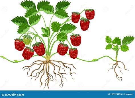 Strawberry Plant Cartoon Vector | CartoonDealer.com #73660783