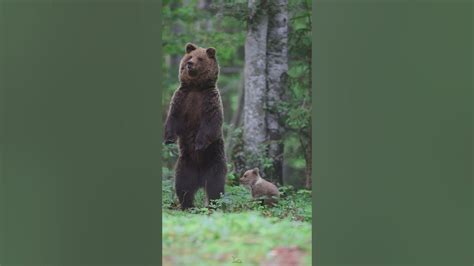 Encounter With Mama Bear And Her Cub🐻 Nature Wildlifephotography