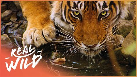 The 10 Best Documentaries About Tigers - Documentarytube.com