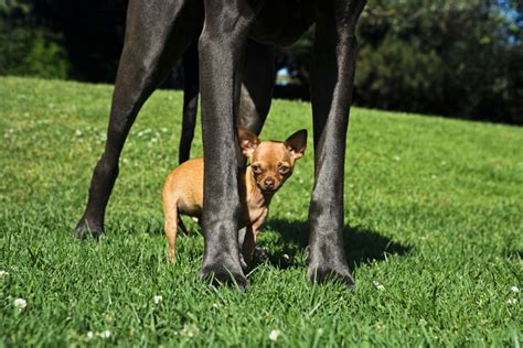 The Beauty Of The Great Dane Chihuahua Mix Groomers Land 2022