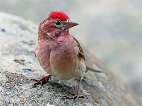 Cassin’s Finch: Vibrant Mountain Bird with Unique Nesting Habits